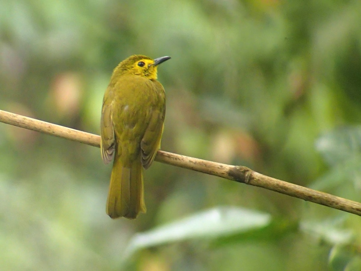 Bulbul à sourcils d'or - ML620169235