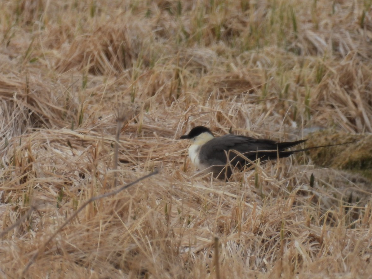 Long-tailed Jaeger - ML620169236