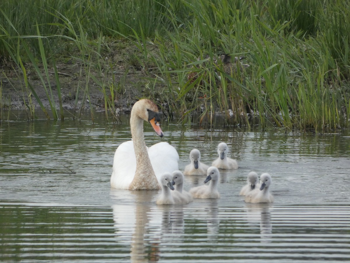 Höckerschwan - ML620169240