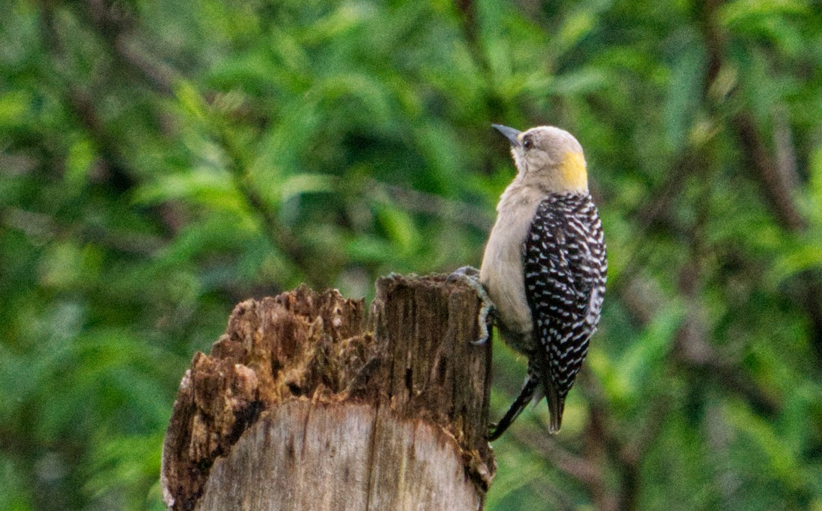 Hoffmann's Woodpecker - ML620169252