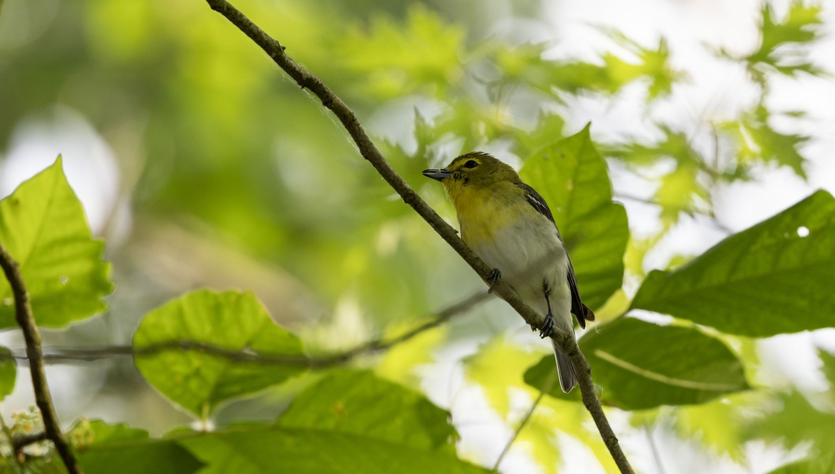 Yellow-throated Vireo - ML620169264