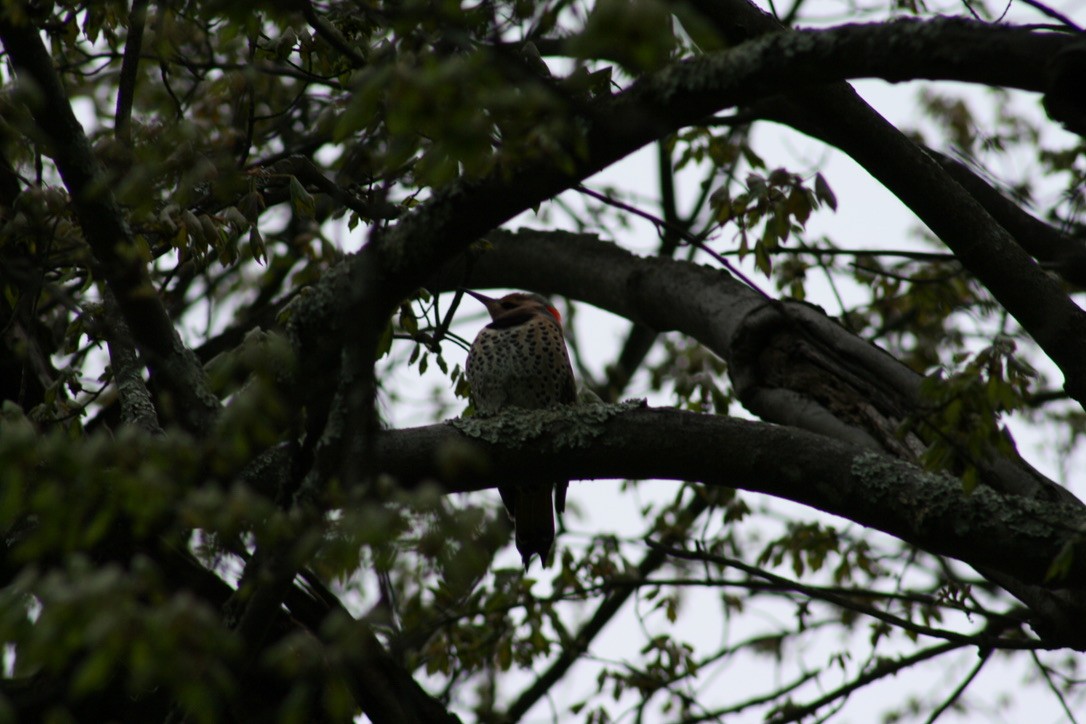 Northern Flicker - ML620169272