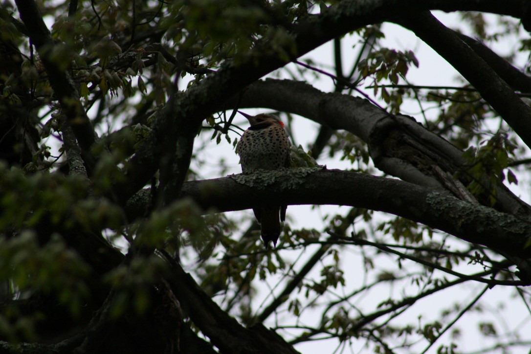 Northern Flicker - ML620169273