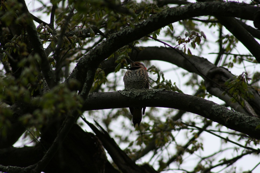 Northern Flicker - ML620169276