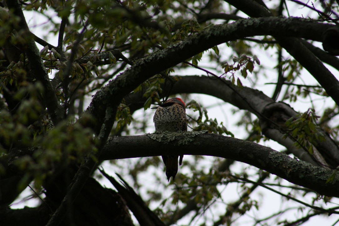 Northern Flicker - ML620169280