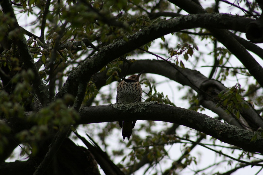 Northern Flicker - ML620169281