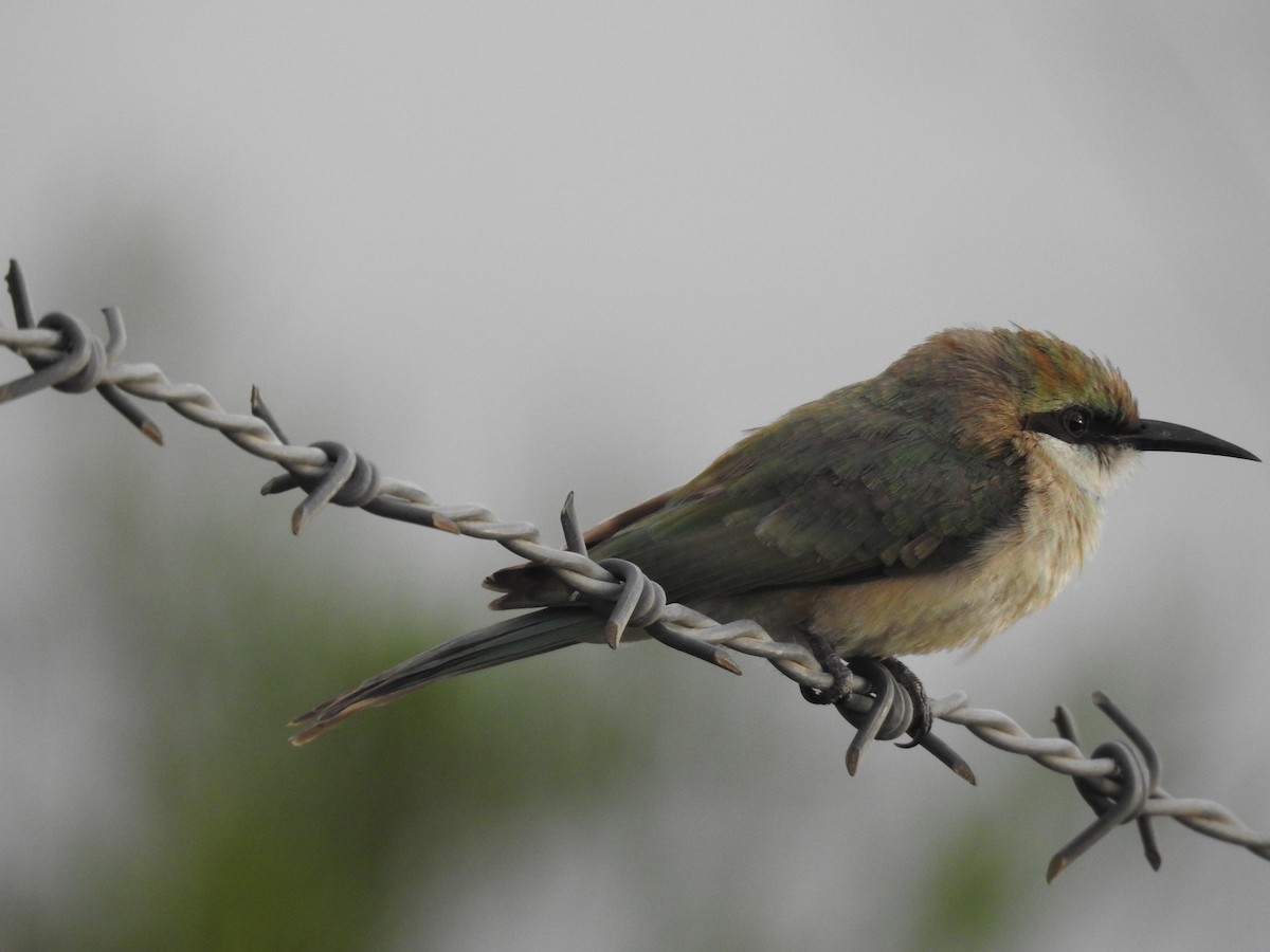 Asian Green Bee-eater - ML620169282