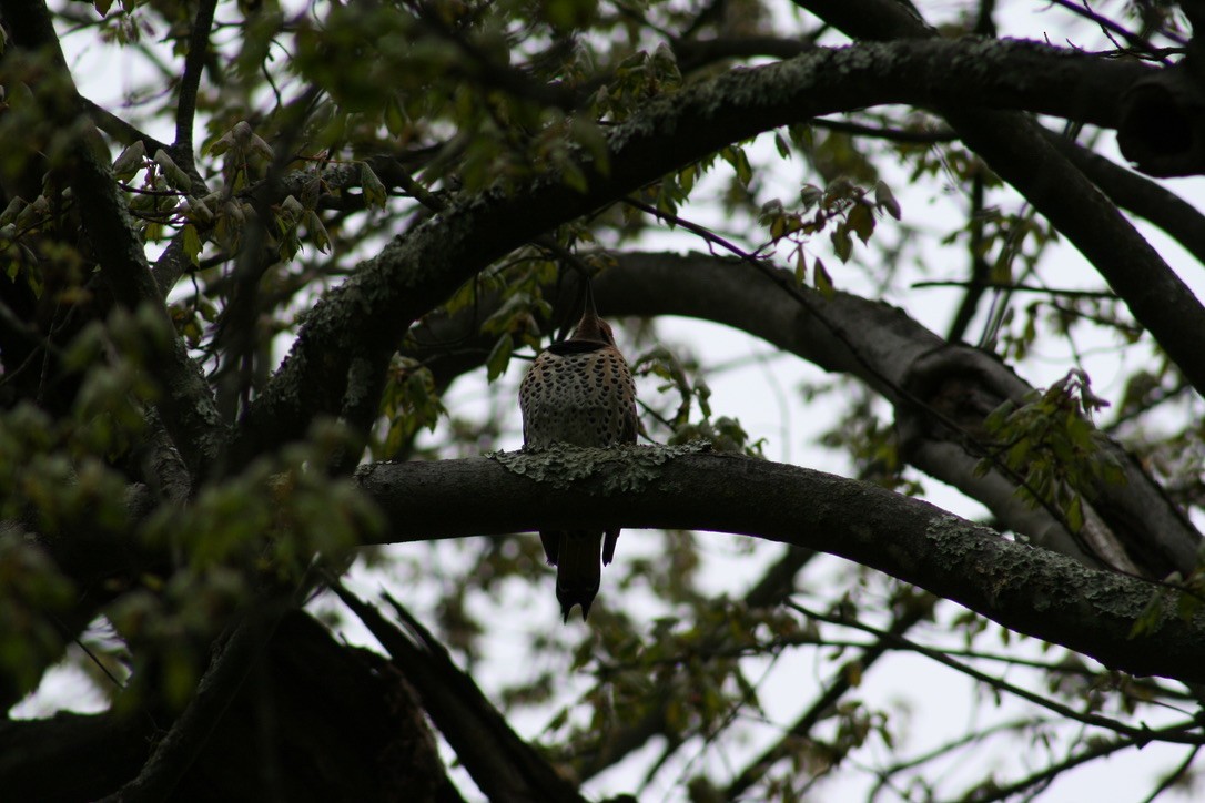 Northern Flicker - ML620169284