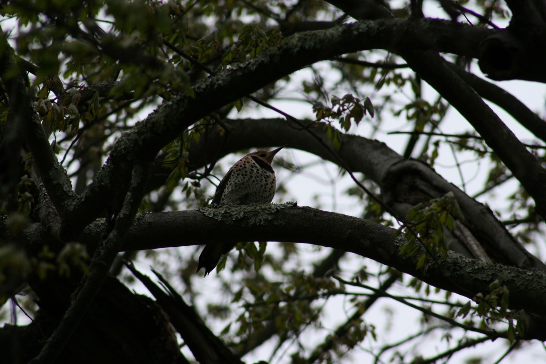 Northern Flicker - ML620169286