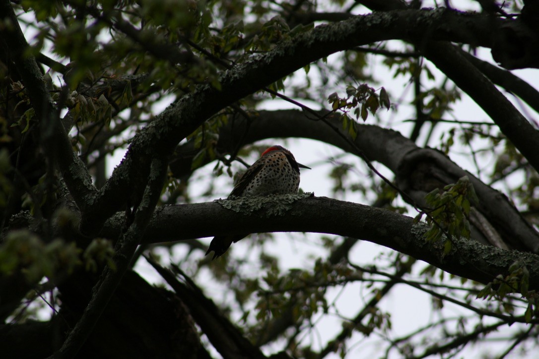 Northern Flicker - ML620169289