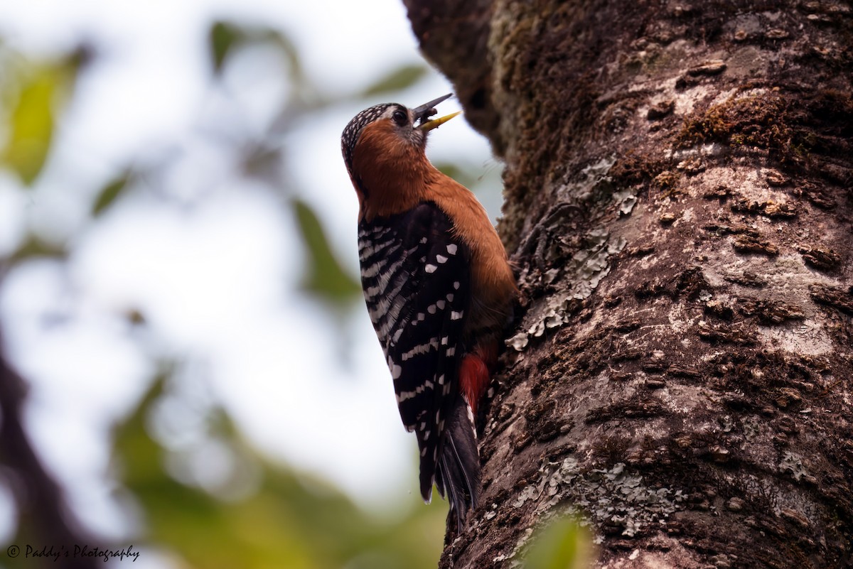 Rufous-bellied Woodpecker - ML620169290