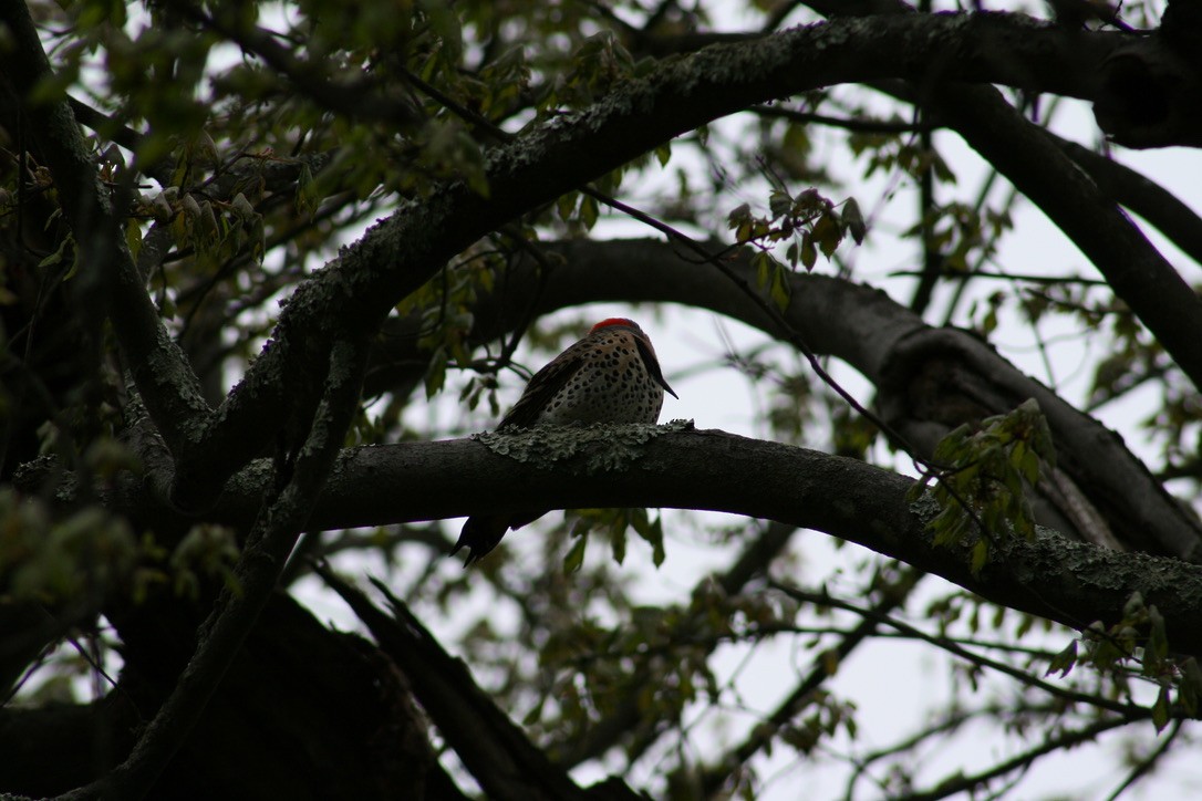 Northern Flicker - ML620169292