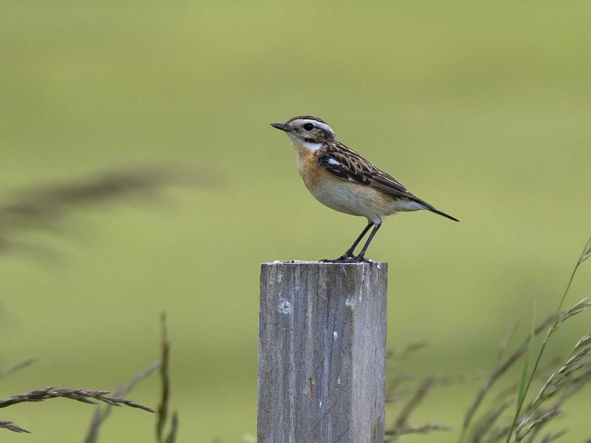 Whinchat - ML620169293