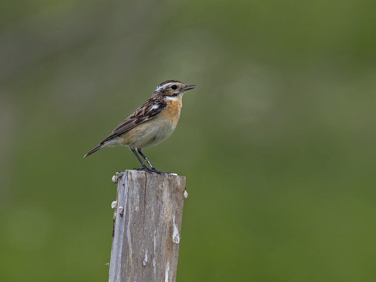 Whinchat - Radek Papranec