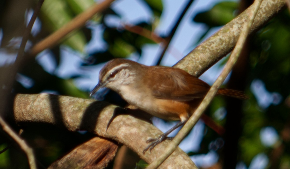 Cabanis's Wren - ML620169297