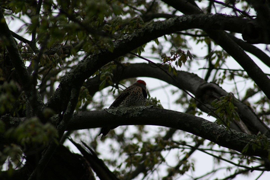 Northern Flicker - ML620169299