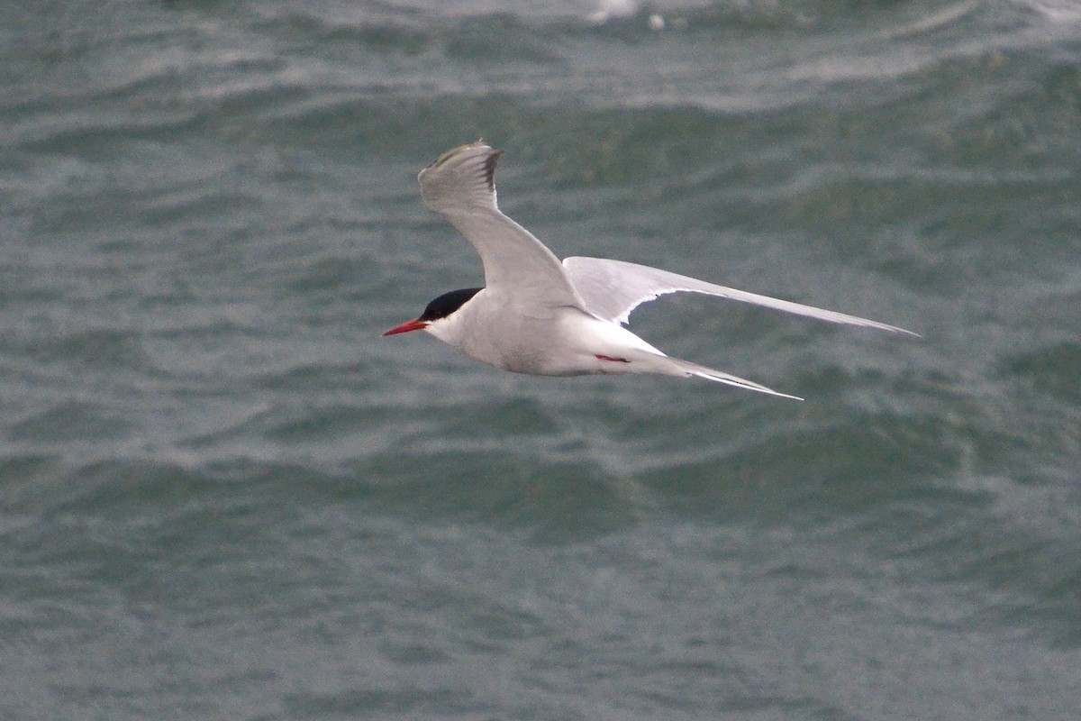 Arctic Tern - ML620169304