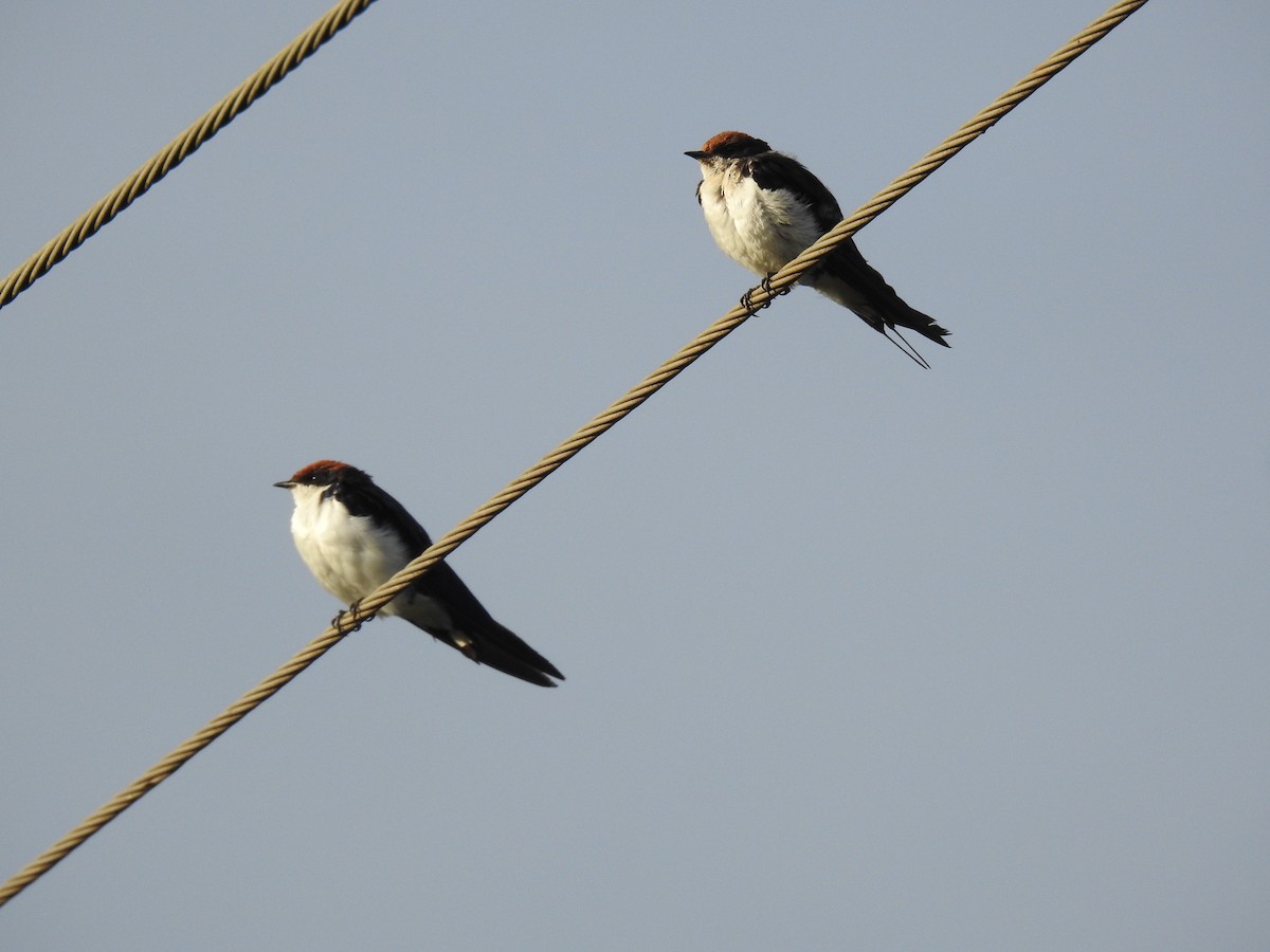 Wire-tailed Swallow - ML620169305