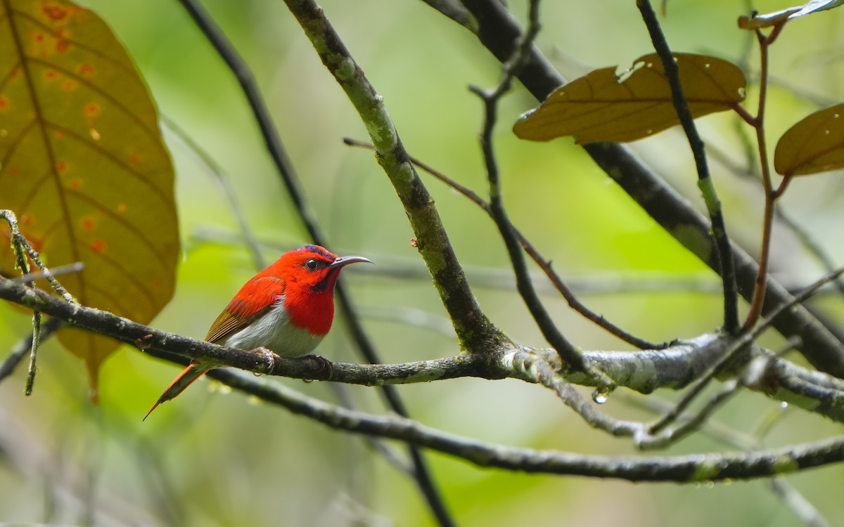 Temminck's Sunbird - ML620169306