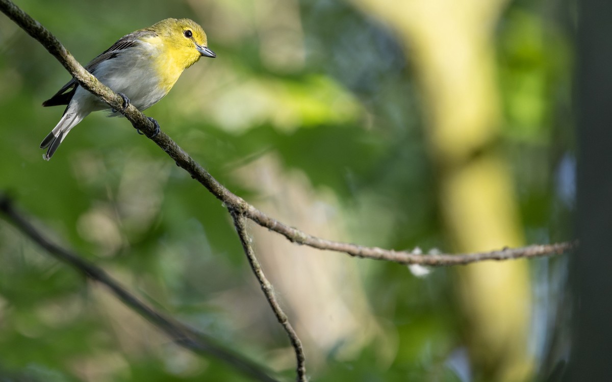 Yellow-throated Vireo - ML620169307