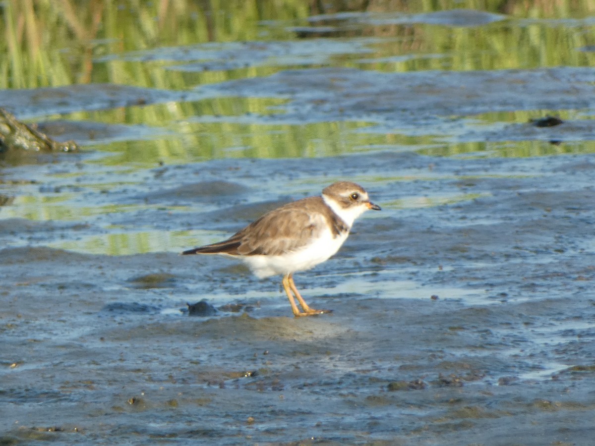 Semipalmated Plover - ML620169309