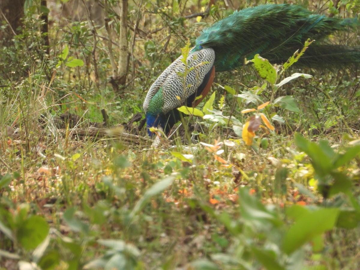 Indian Peafowl - ML620169313