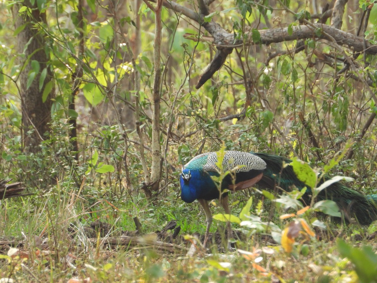 Indian Peafowl - ML620169314