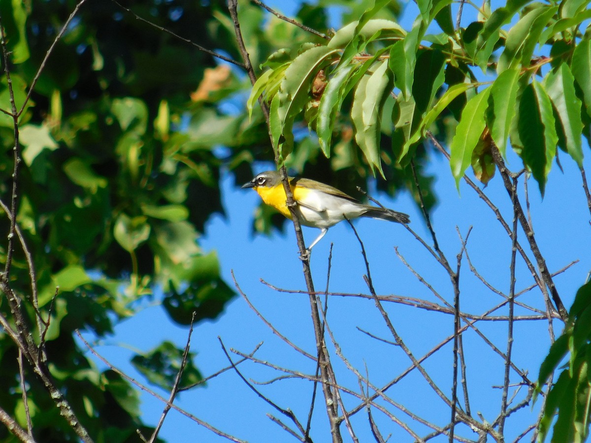 Yellow-breasted Chat - ML620169315