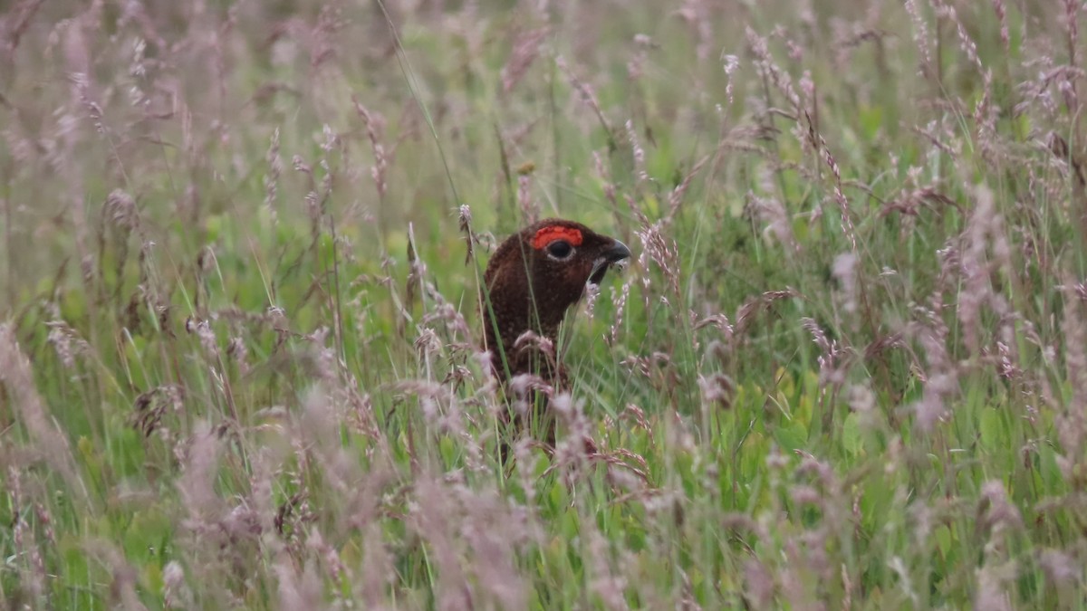 Willow Ptarmigan - ML620169316