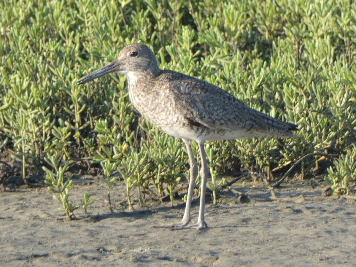 Willet - ML620169318