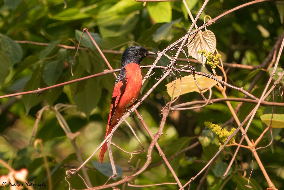 Scharlachmennigvogel - ML620169319