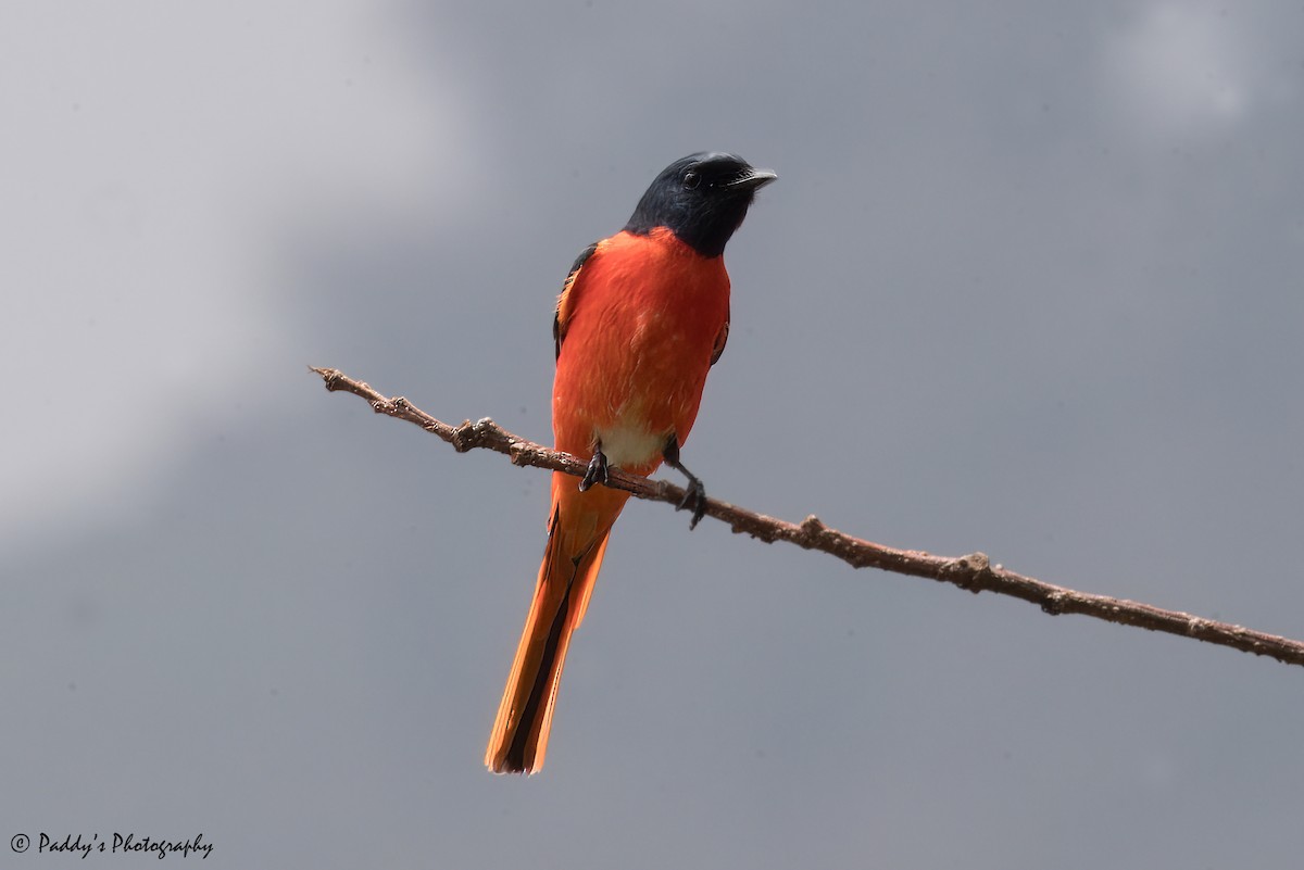 Minivet écarlate - ML620169320