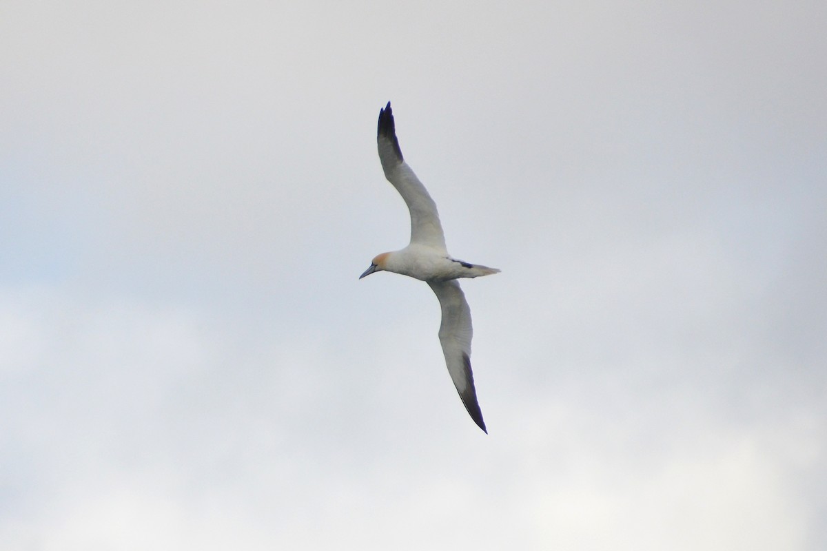 Northern Gannet - ML620169322