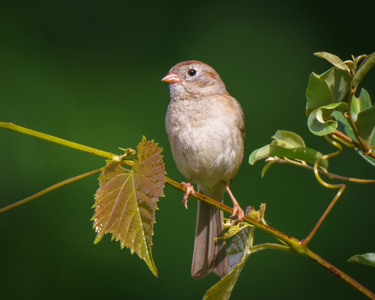 Field Sparrow - ML620169323