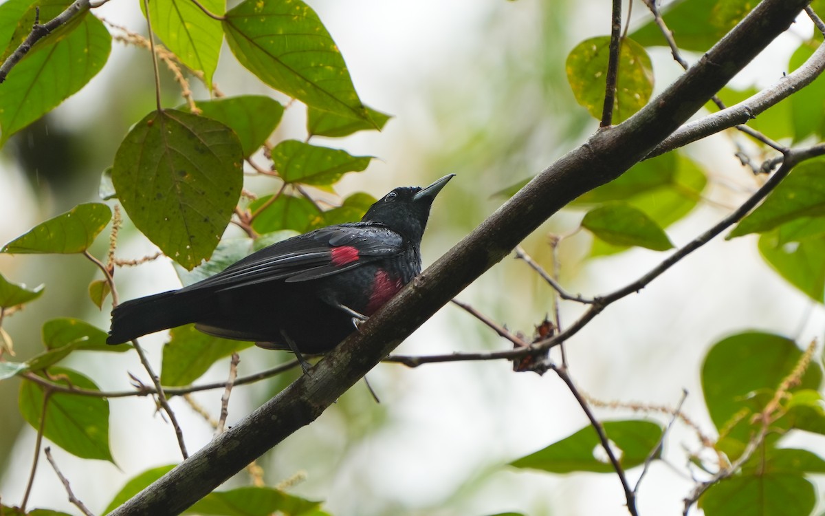 Black-and-crimson Oriole - ML620169324