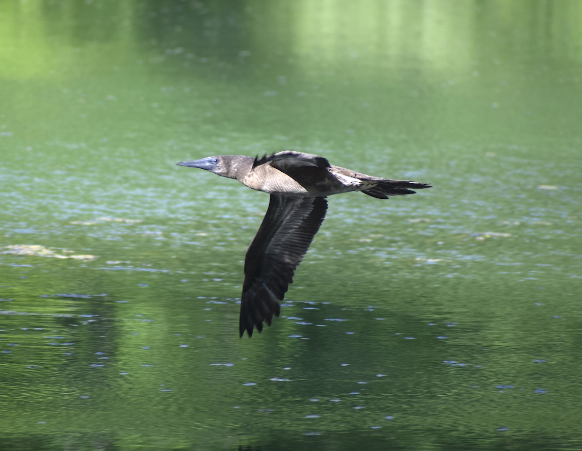 Brown Booby - ML620169329