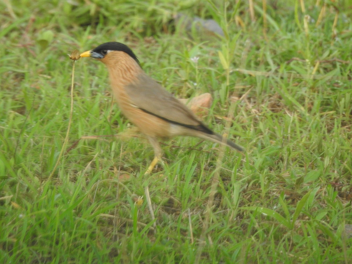 Brahminy Starling - ML620169337