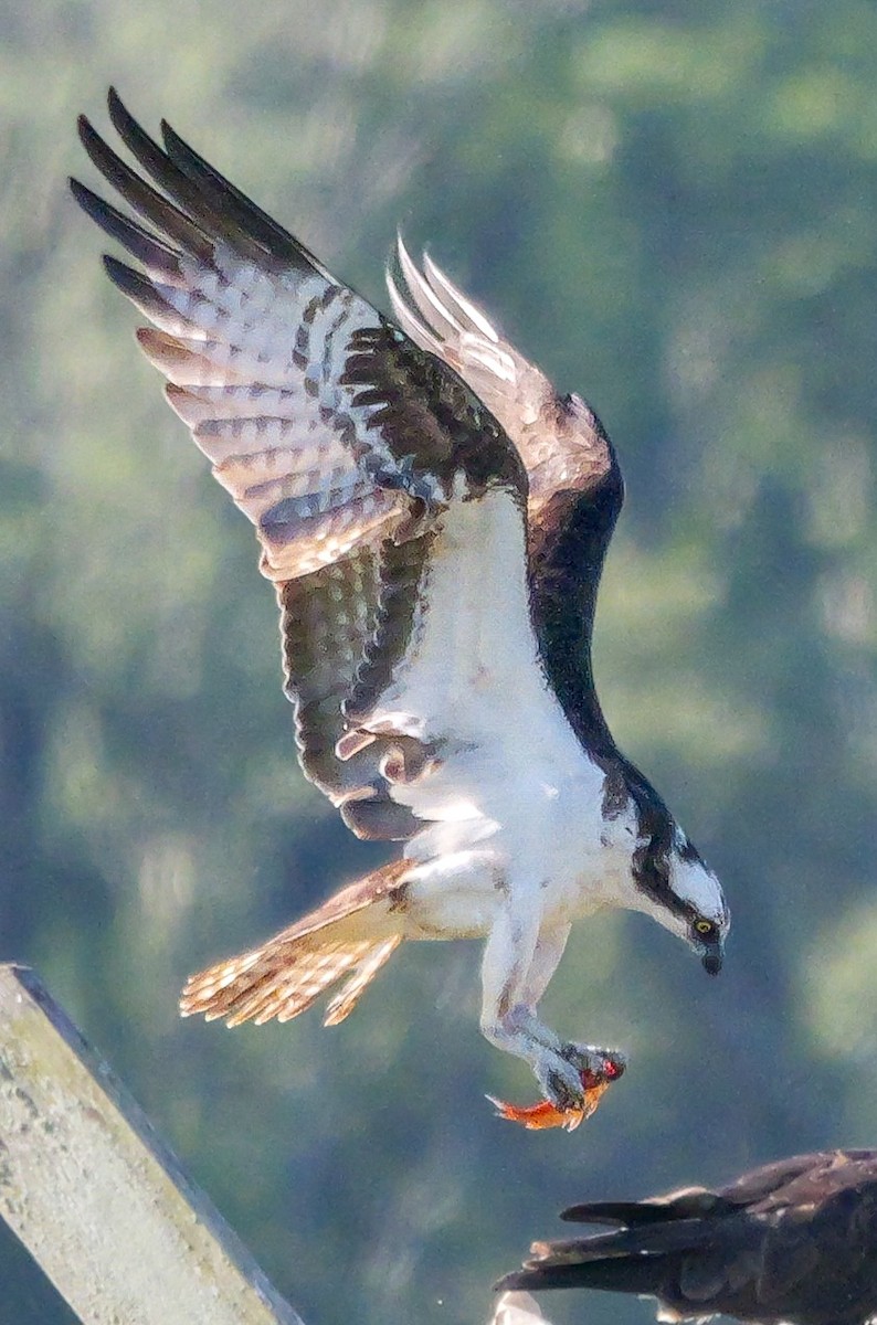 Balbuzard pêcheur (carolinensis) - ML620169338