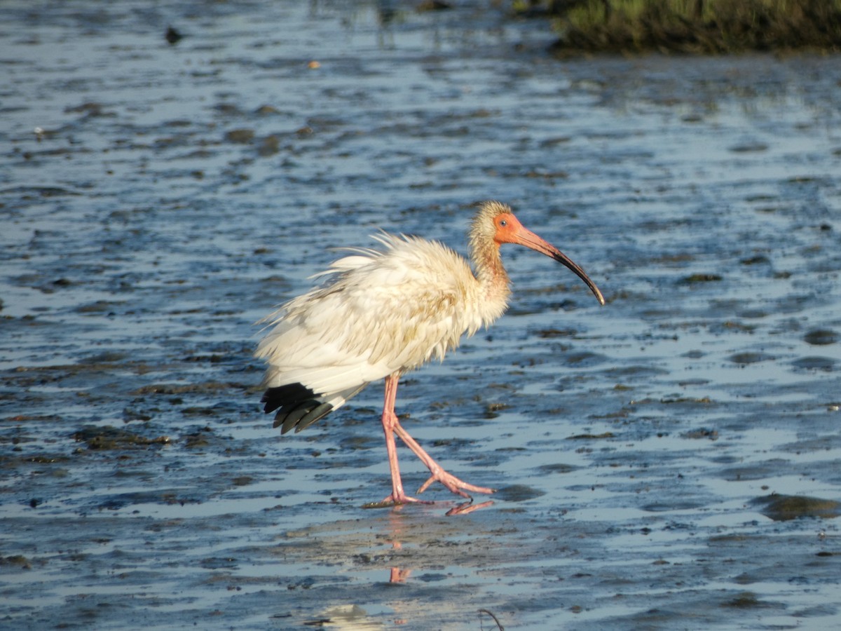 ibis bílý - ML620169340