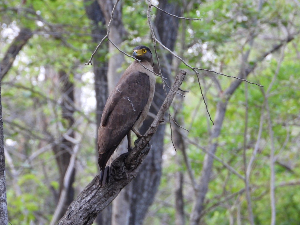 Crested Serpent-Eagle - ML620169343