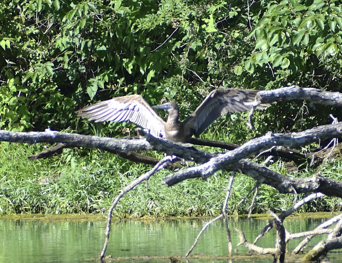 Brown Booby - ML620169347