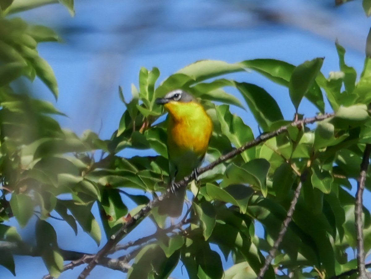 Yellow-breasted Chat - ML620169351