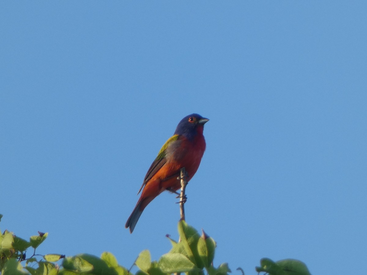 Painted Bunting - ML620169362