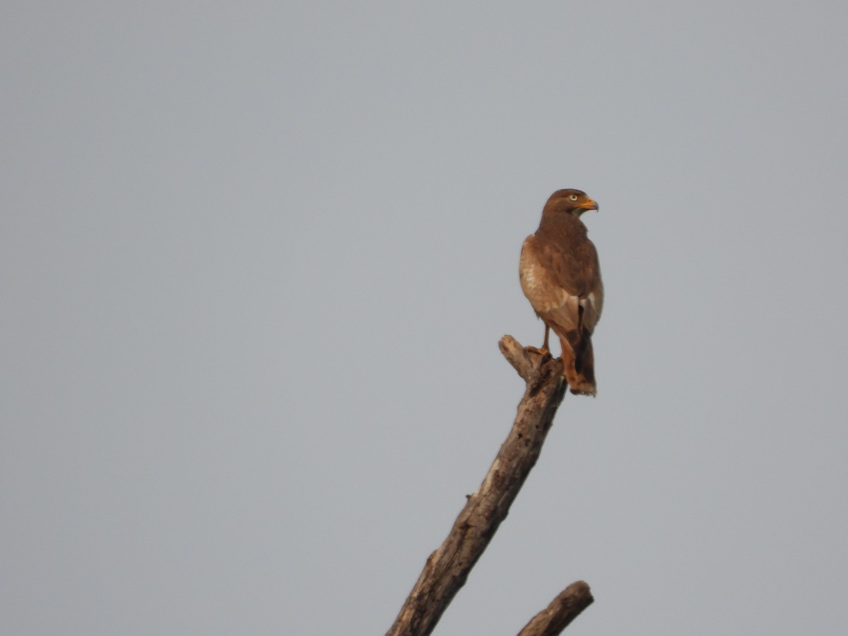 White-eyed Buzzard - ML620169369