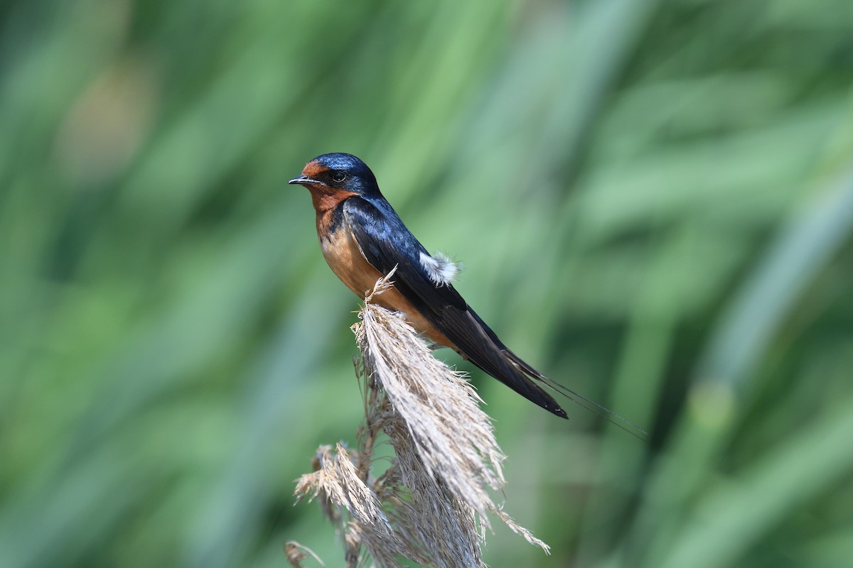 Barn Swallow (American) - ML620169380