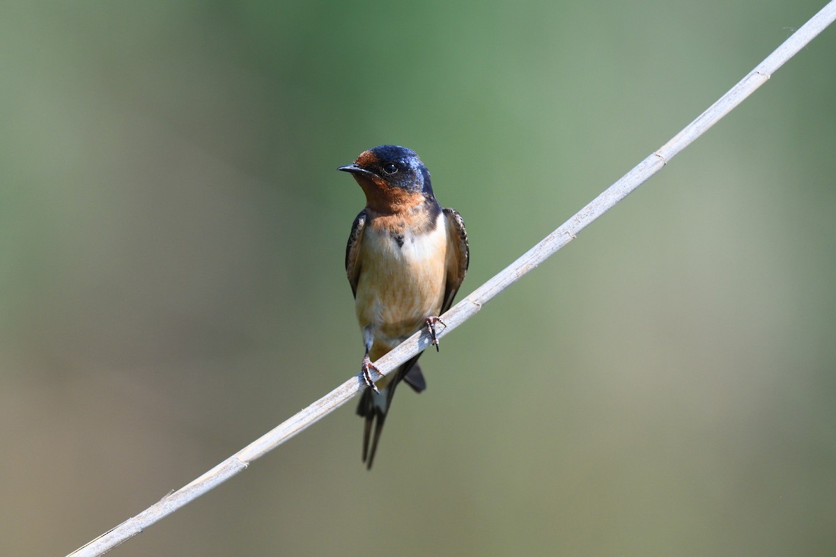 Barn Swallow (American) - ML620169384