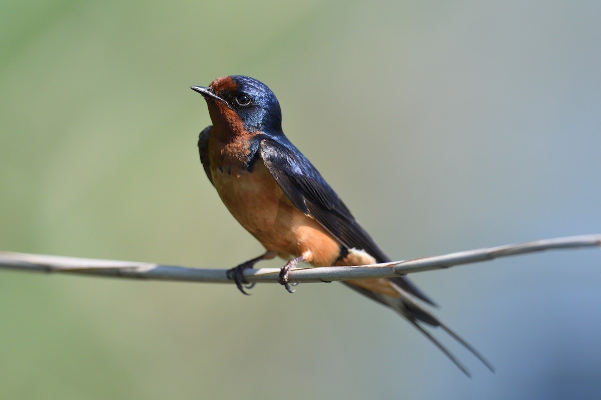 Barn Swallow (American) - ML620169385