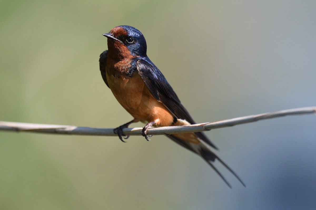 Barn Swallow (American) - ML620169386