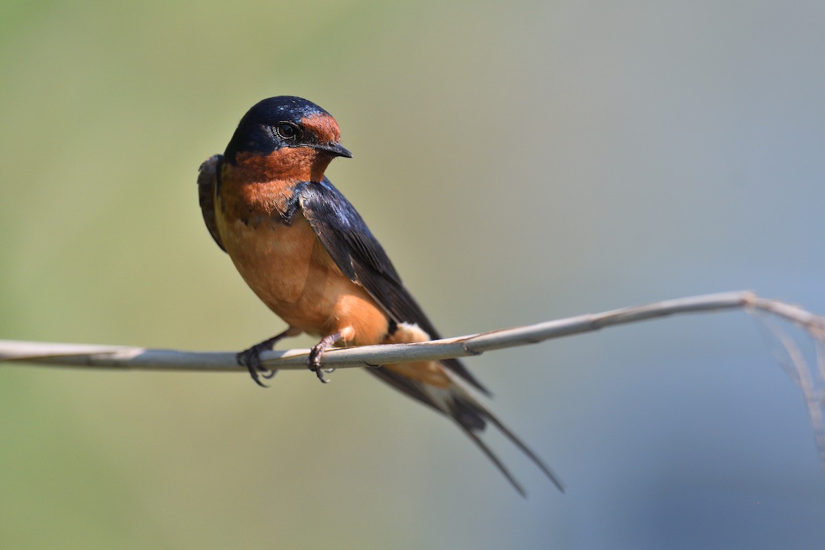 Barn Swallow (American) - ML620169387