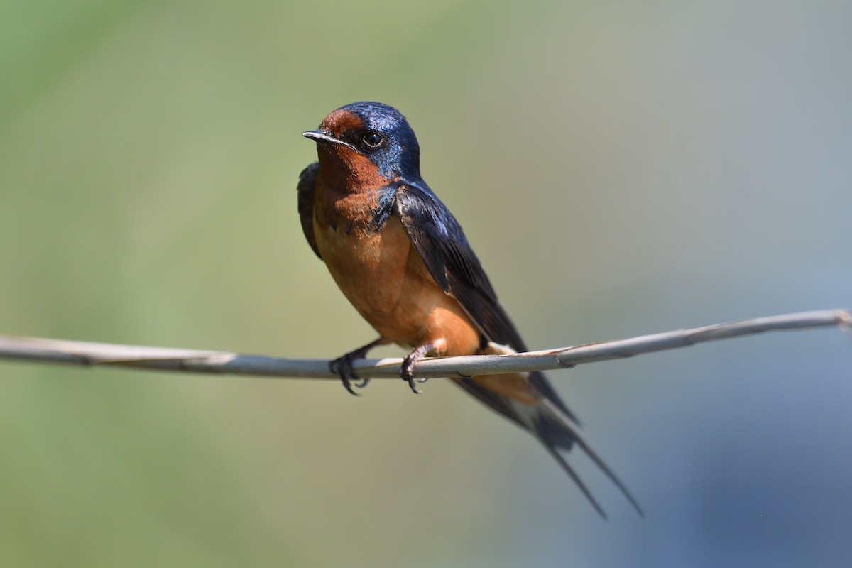 Barn Swallow (American) - ML620169388